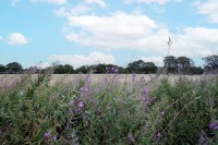 Images for Beech Avenue, Kirkcaldy, Kirkcaldy, KY1 4AT