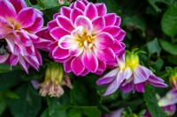 Images for Camilla Grove, , Auchtertool, KY2 5XP