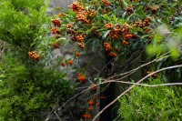 Images for High Street, , Leslie, KY6 3DQ