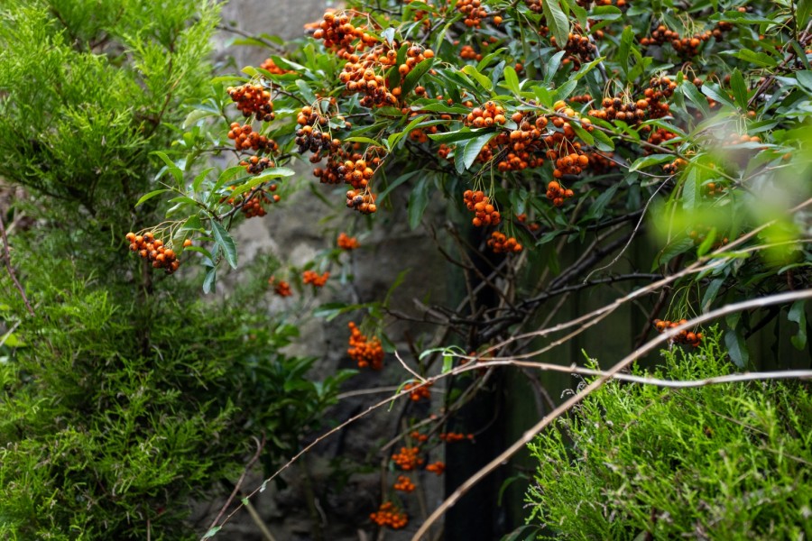 Images for High Street, , Leslie, KY6 3DQ EAID:20 BID: